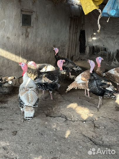Индюки домашние