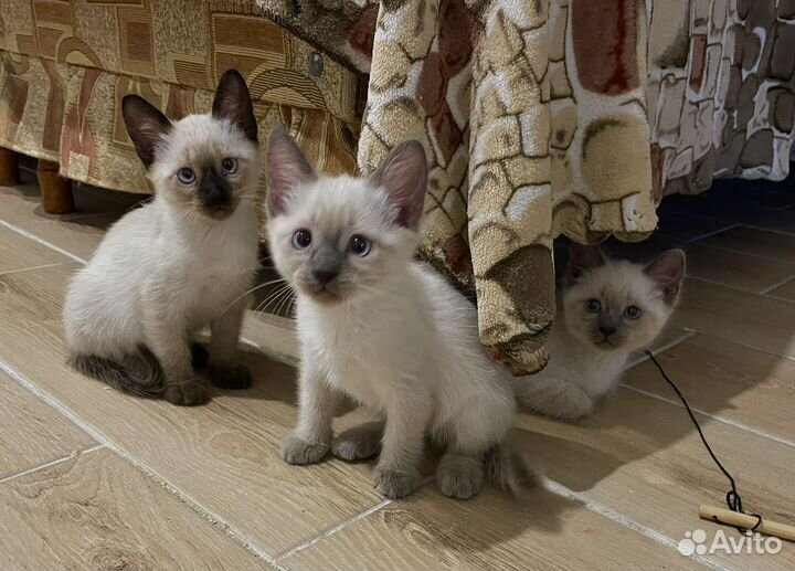 Сиамские котята