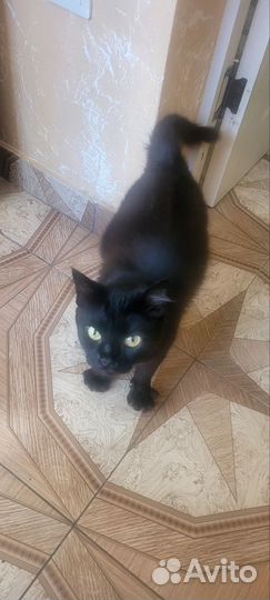 Кошка в дар