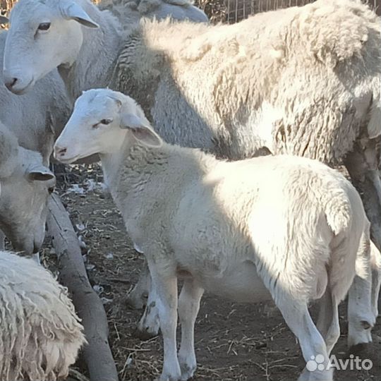 Овцы катумские, бараны, курдючные