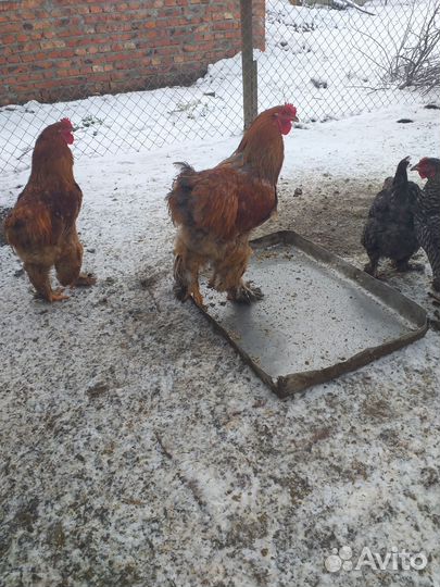 Инкубационное яйцо кур