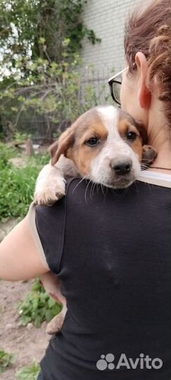 Девочка в беде