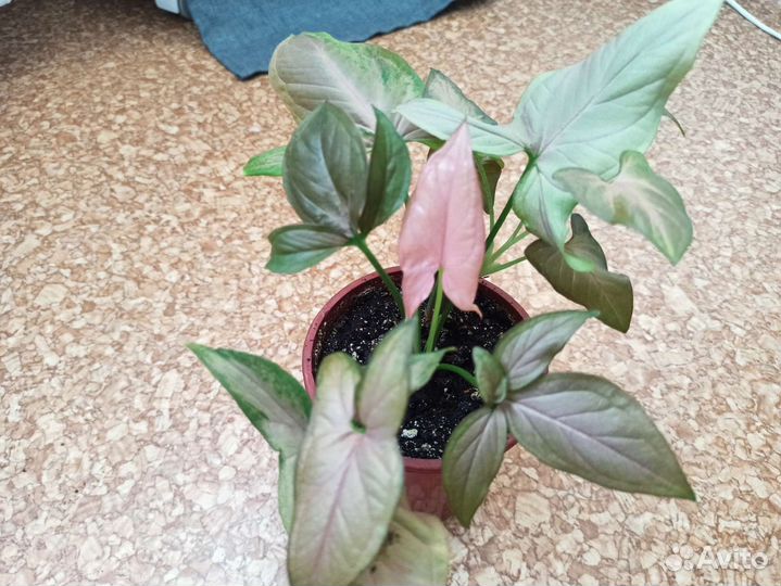 Сингониумы Пинк неон, белая бабочка