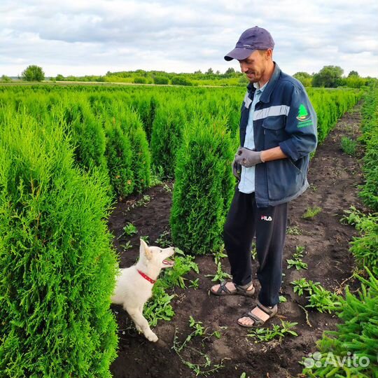Туя Колумна. Напрямую из питомника