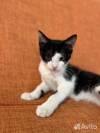 Котята в добрые руки бесплатно