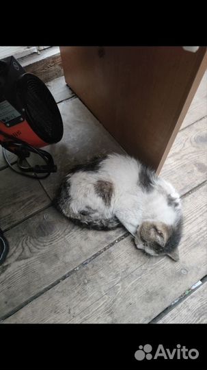 Бездомный кот ищет помощь