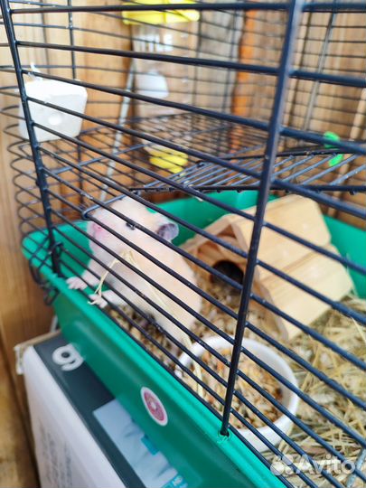 Сирийский хомяк бесплатно