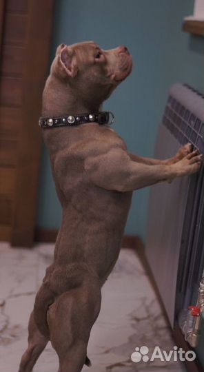 Американский булли стандарт