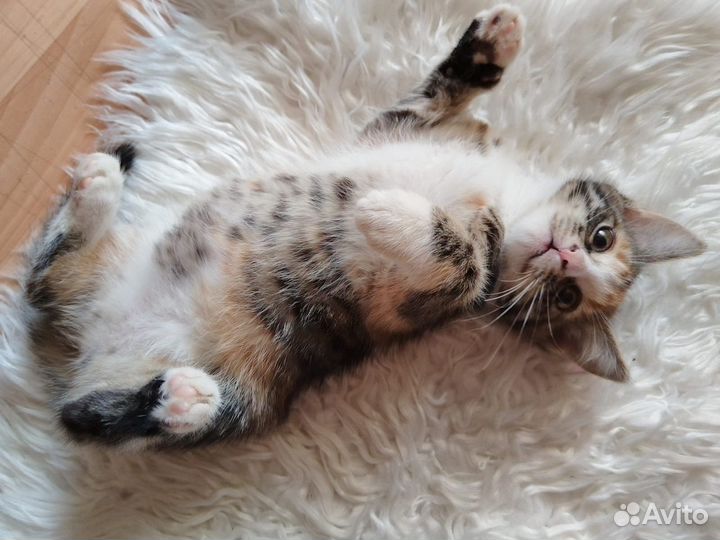 Трехцветный котенок в добрые руки