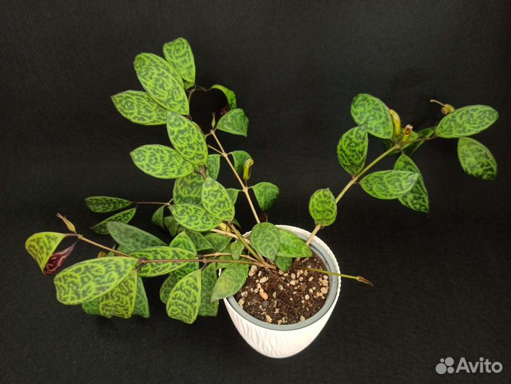 Эсхинантус марморатус (мраморный)