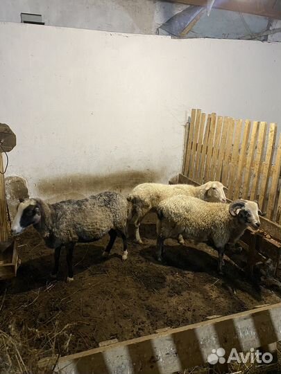 Овцы бараны