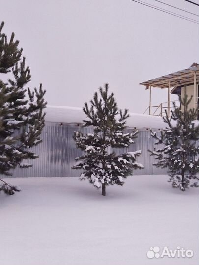 Живые елки, сосны - за 1м