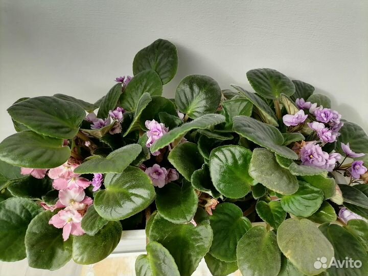 Фиалки розовые и сиреневые