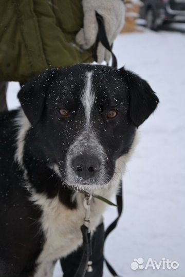 Рич ищет дом