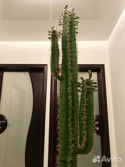 Кактус Новые