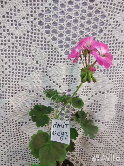 Пеларгония зональная (герань)