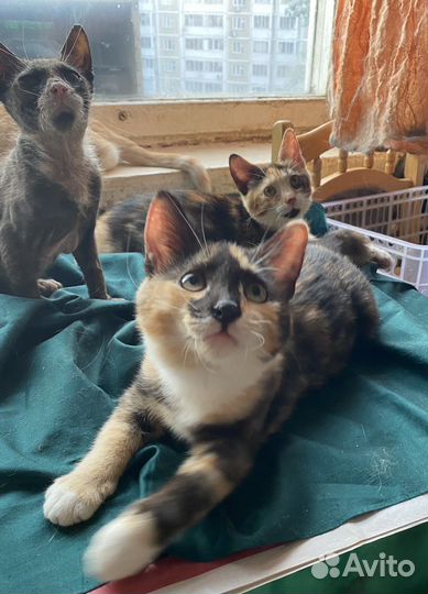 Кошки и котята