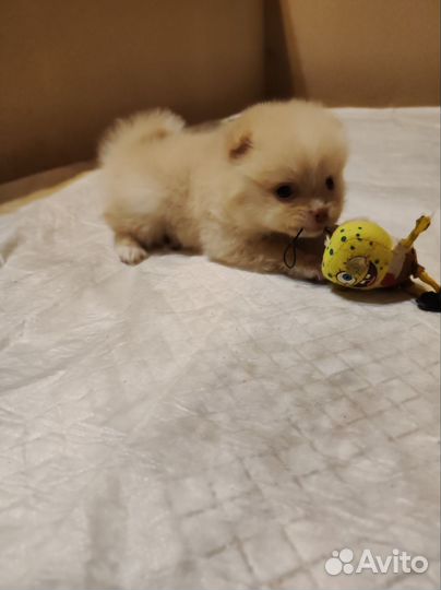 Малый немецкий шпиц щенки