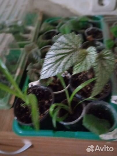 Гиппиаструм- сорт Гранде дива, цвет бордовый