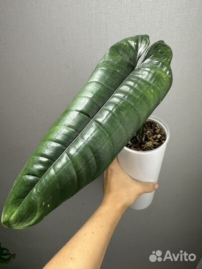 Филодендрон Felix Феликс