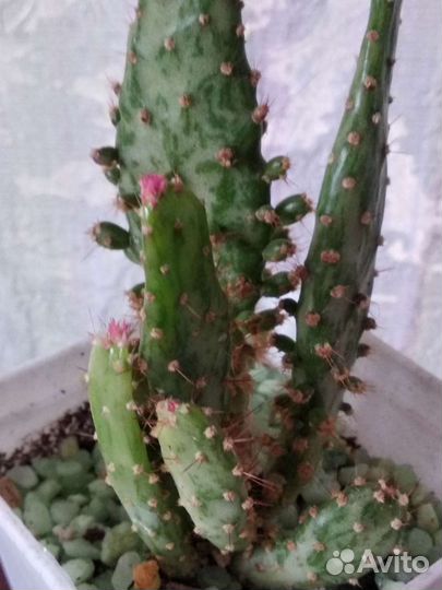 Кактус опунция с розовыми колючками
