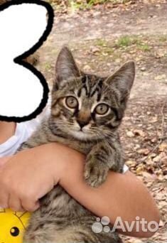 Котенок Анфиса ищет дом