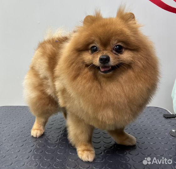 Стрижка вычес собак кошек груминг