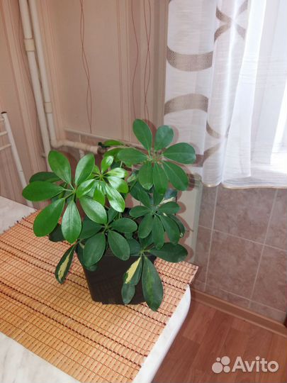 Замиокулькас супер нова