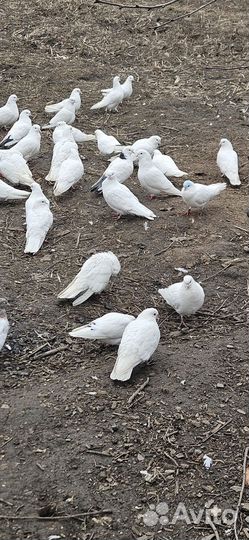 Бакинские бойные голуби