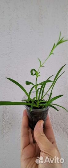 Гвоздика ампельная