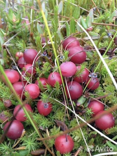 Клюква свежая