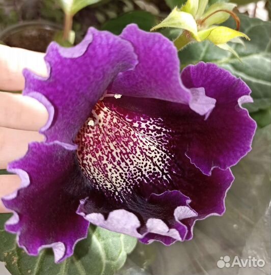 Глоксинии, Тидеи