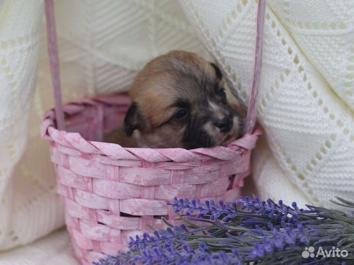 Девочки вельш корги пемброк