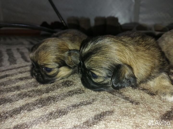 Щенки пекинеса