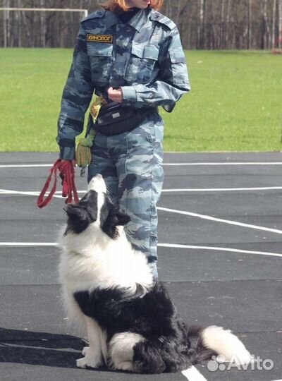 Дрессировка/выгул собак/ Кинолог