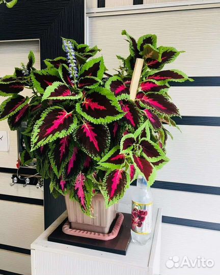 Комнатные цветы удобрение