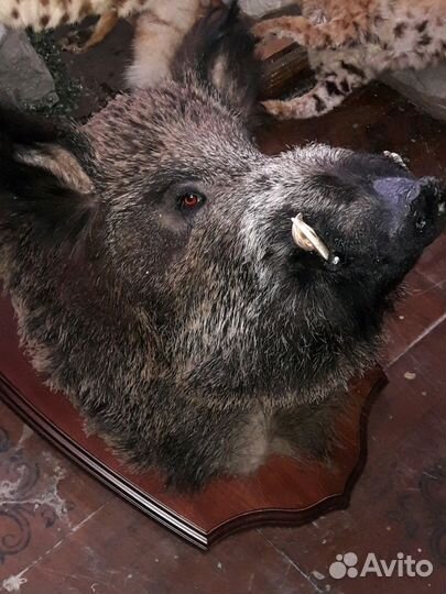 Таксидермия