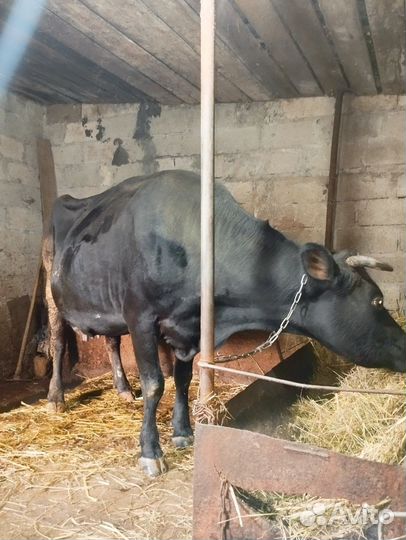 Продается дойная корова