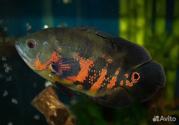 Астронотусы