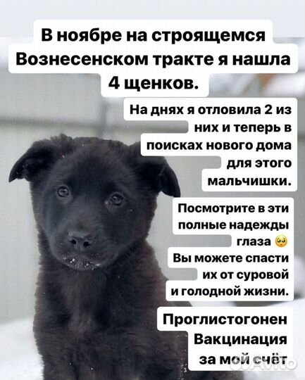 Щенки