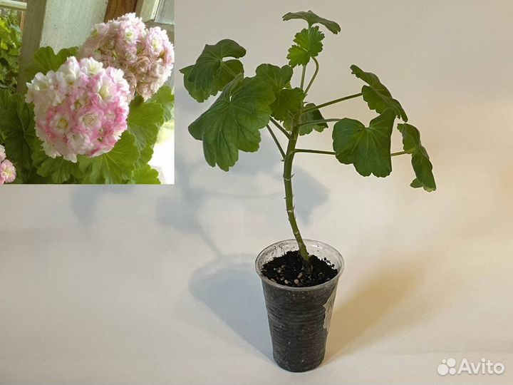 Пеларгония герань