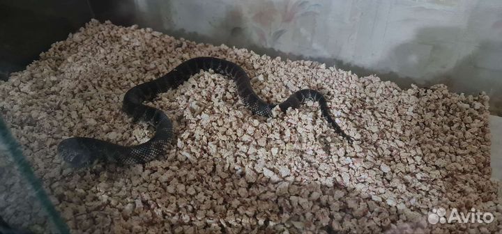 Королевская калифорнийская змея