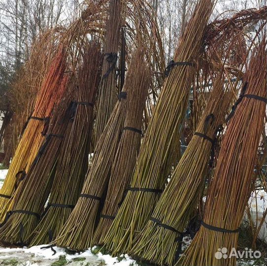 Прутья ивы