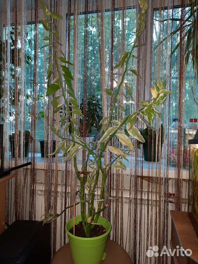 Педилантус