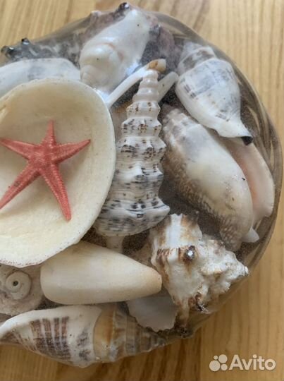 Морские ракушки раковины