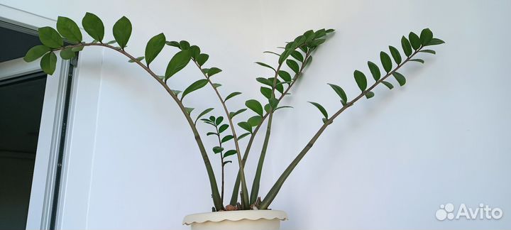 Замиокулькас