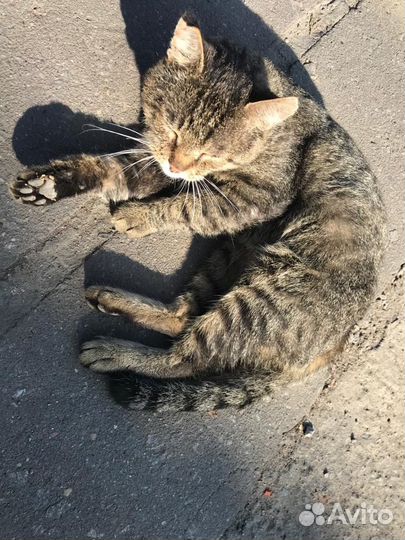 Отдам кота в добрые руки