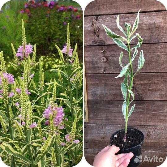 Саженцы растений