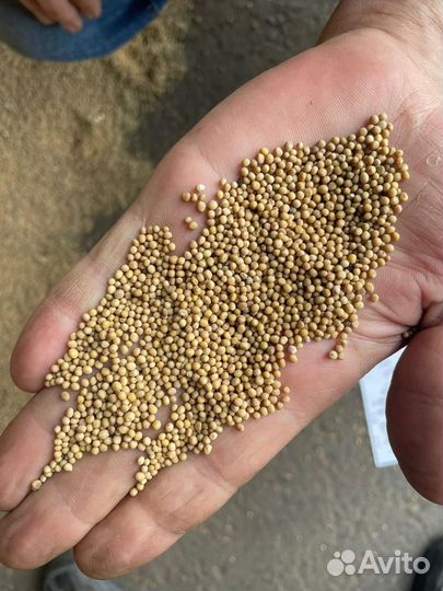 Семена горчицы