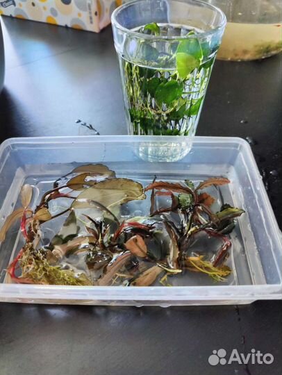 Буцефаландры и аквариумные растения, креветки